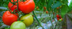 Određivanje koncentracije hranjivih tvari u otopinama tla i biljnim sokovima rajčice